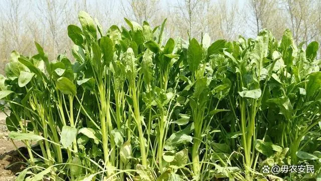 富硒蔬菜什么价格