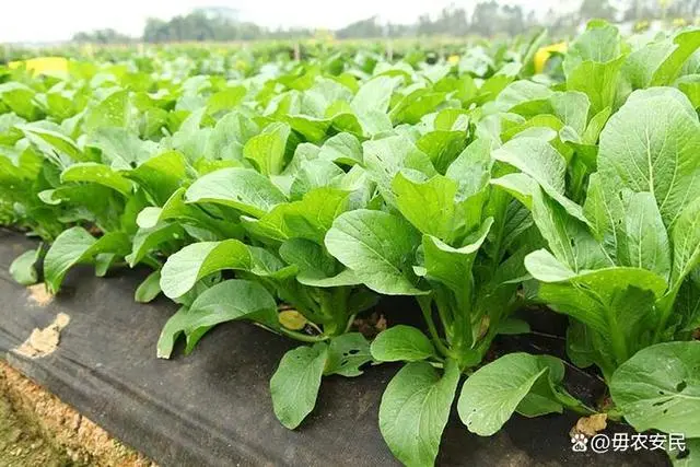 富硒蔬菜什么价格