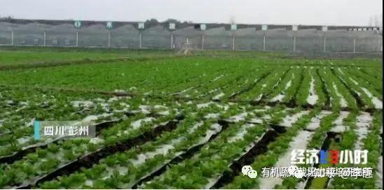 青海平安富硒蔬菜