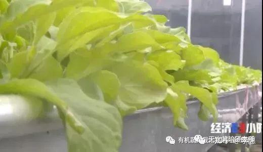 青海平安富硒蔬菜