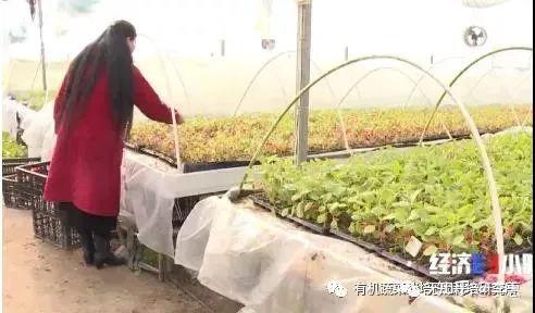青海平安富硒蔬菜