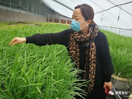 水培蔬菜富硒方式