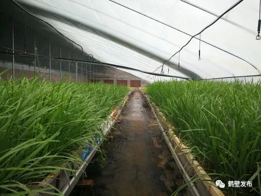 水培蔬菜富硒方式