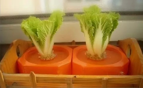 水培蔬菜富硒液肥