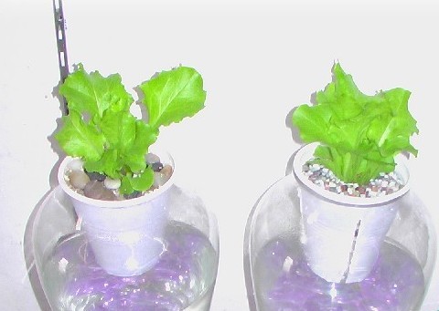 水培蔬菜富硒液肥