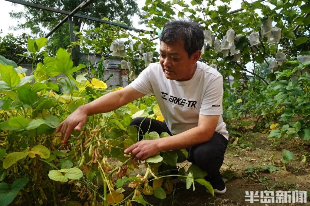 家庭种植富硒蔬菜