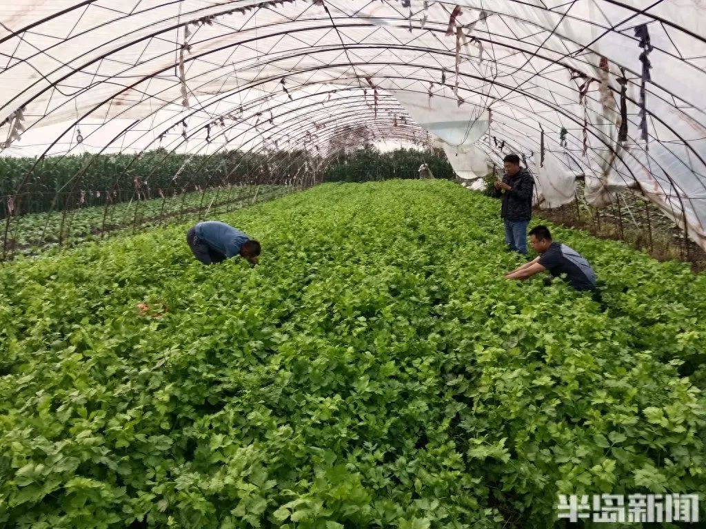 家庭种植富硒蔬菜