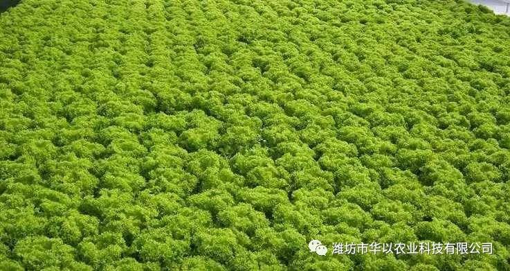 水培蔬菜富硒液肥