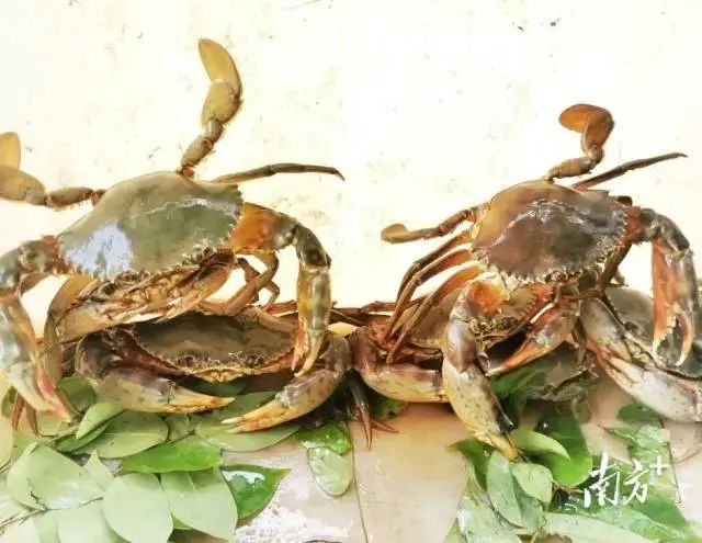 富硒蔬菜采摘方法