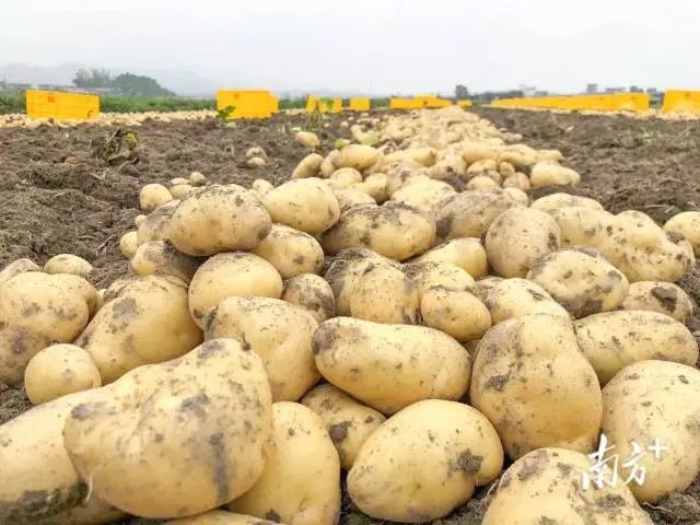 富硒蔬菜采摘方法