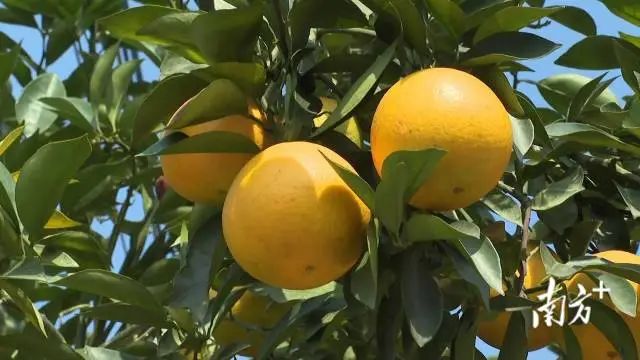 富硒蔬菜采摘方法