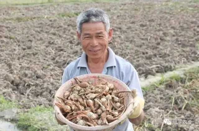 富硒蔬菜采摘方法