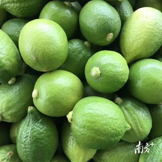 富硒蔬菜采摘方法