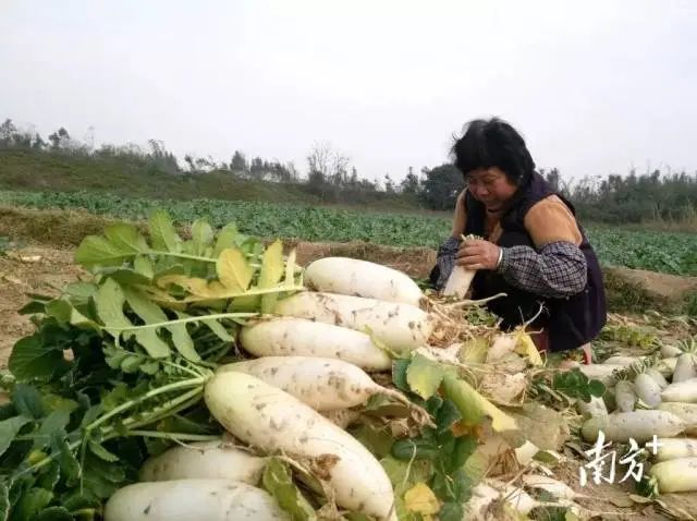 富硒蔬菜采摘方法