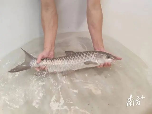 富硒蔬菜采摘方法
