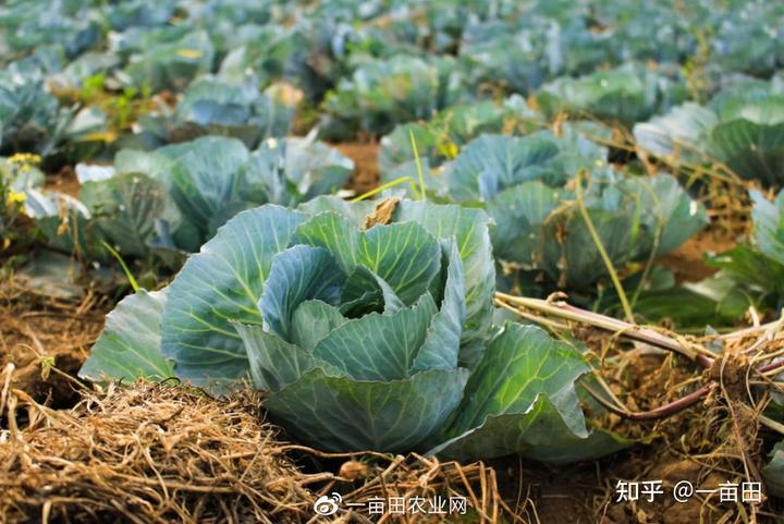 眉山富硒蔬菜基地