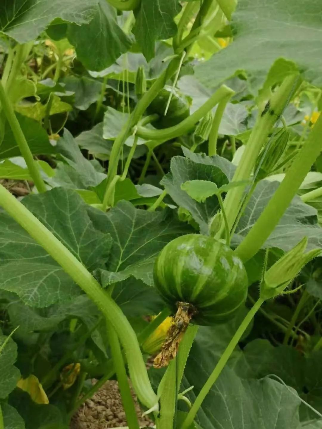 富硒蔬菜种植示范