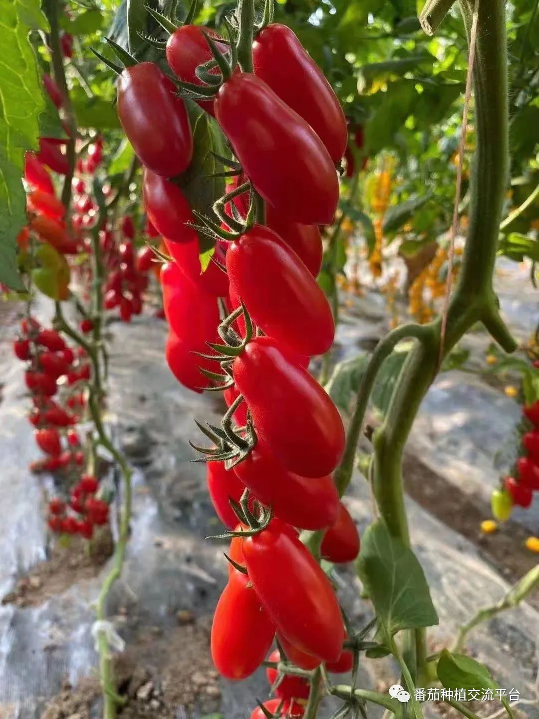 富硒蔬菜种植公司