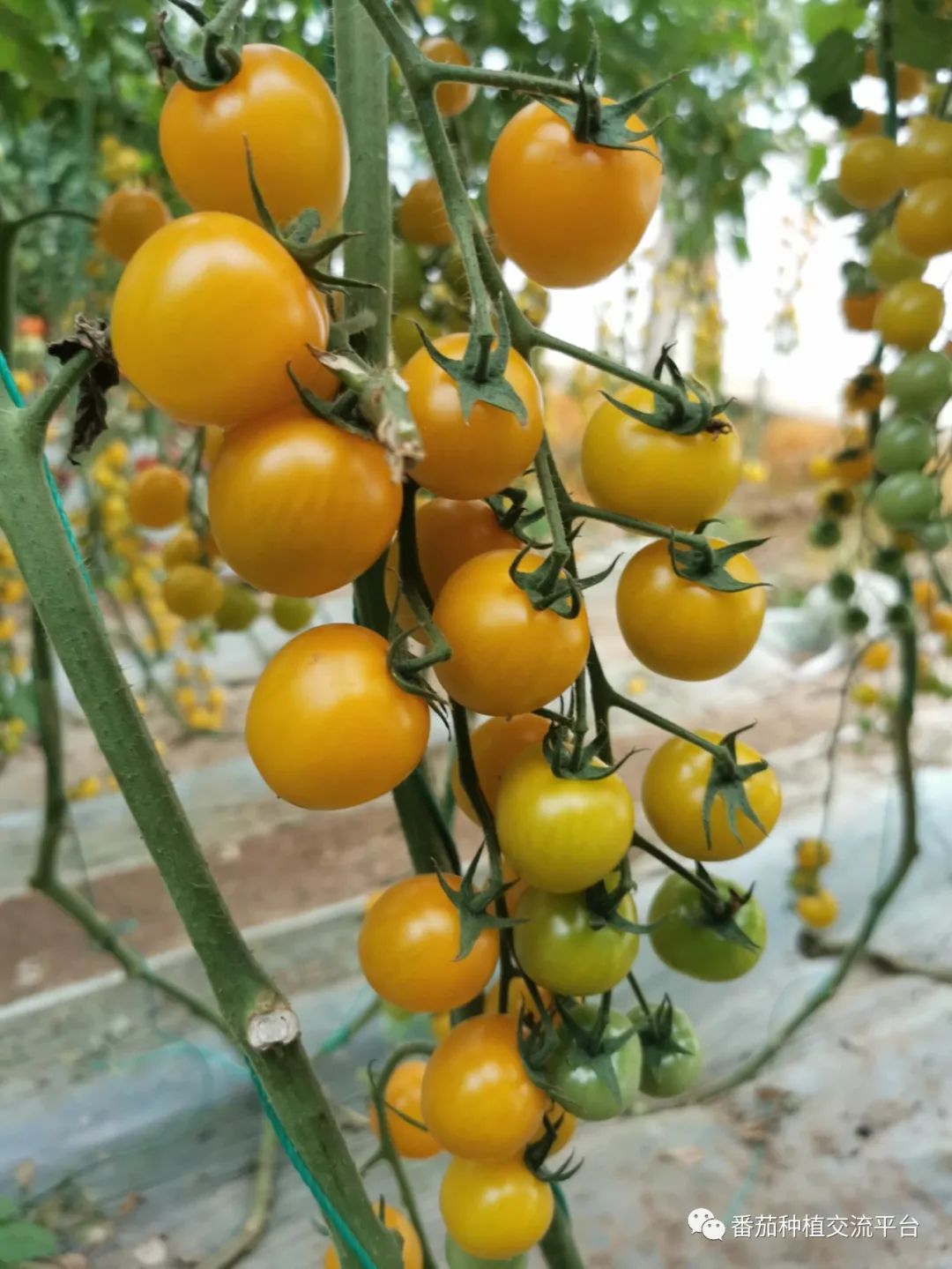 富硒蔬菜种植公司