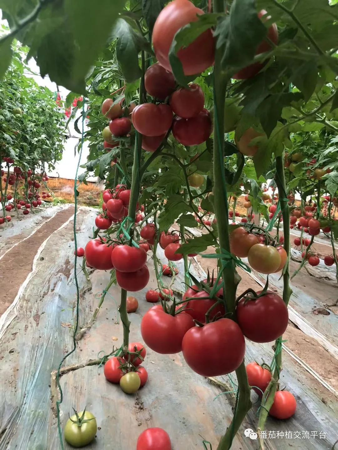 富硒蔬菜种植公司