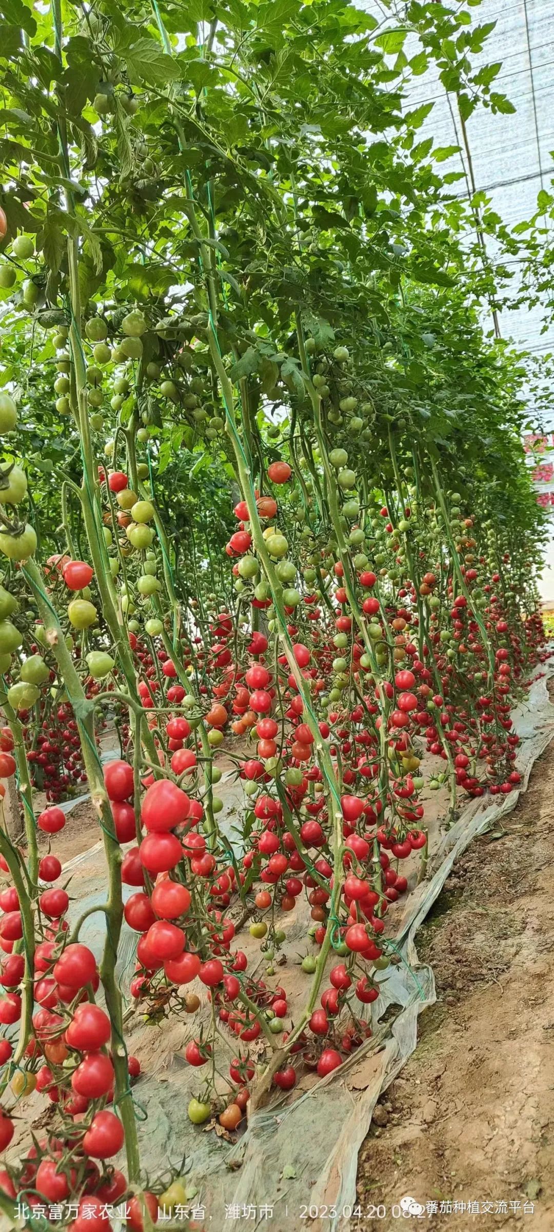 富硒蔬菜种植公司