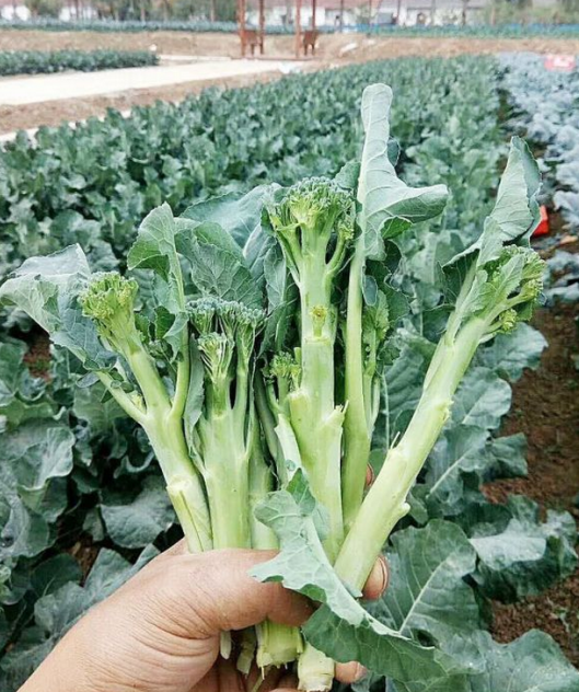 恩施富硒高山蔬菜