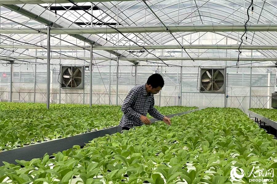 福建本帮富硒蔬菜