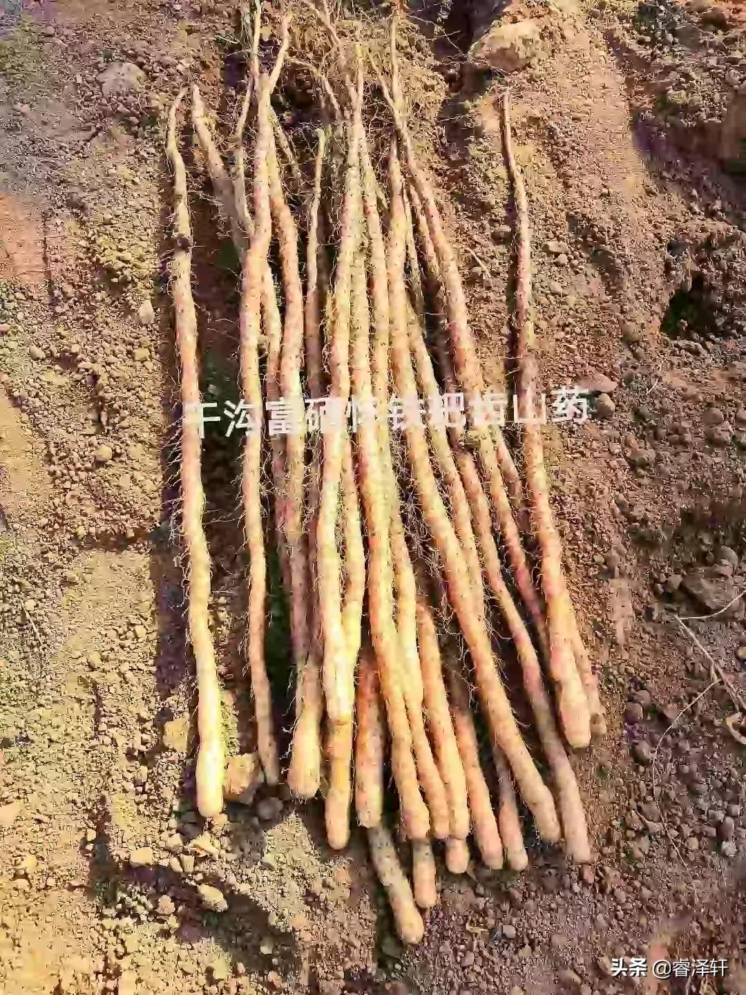 富硒蔬菜种植成本