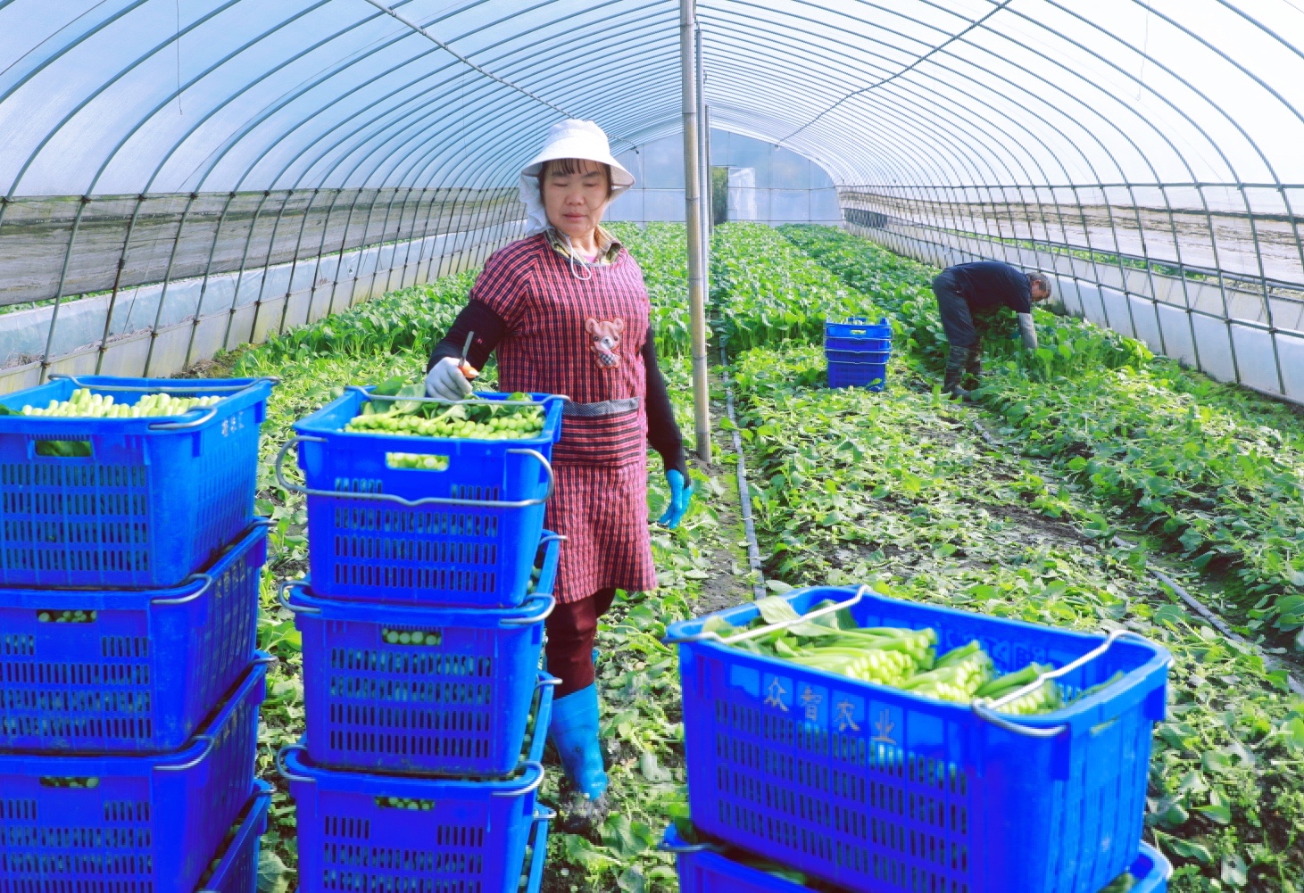 富硒蔬菜基地介绍