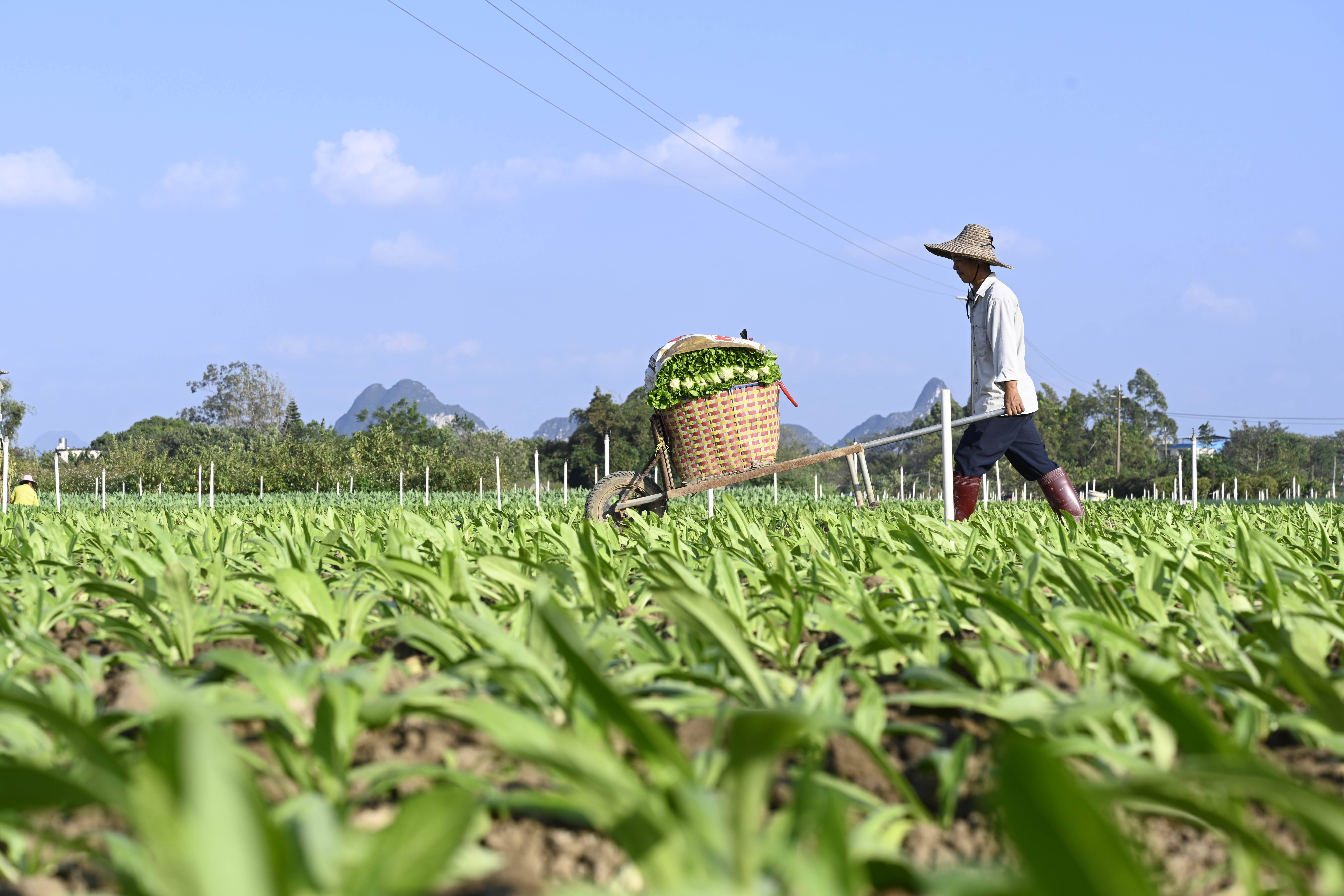 谭头富硒蔬菜基地