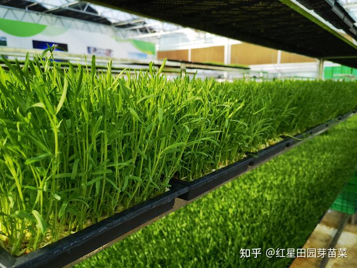 富硒蔬菜种子批发