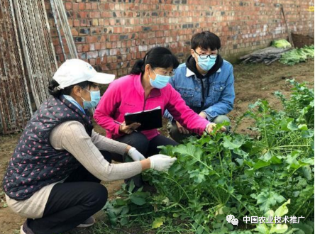做富硒蔬菜怎么样