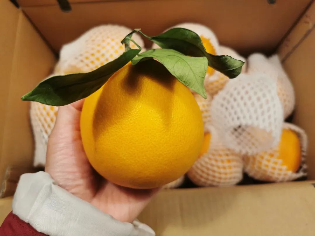 富硒蔬菜保鲜期长