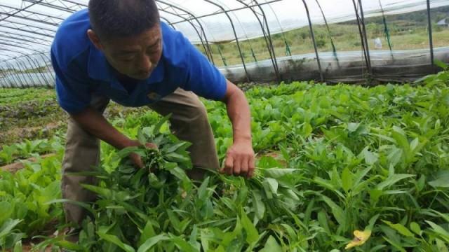 富硒蔬菜价格行情