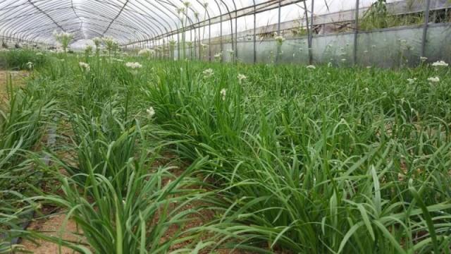 富硒蔬菜价格行情