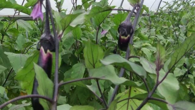 富硒蔬菜价格行情