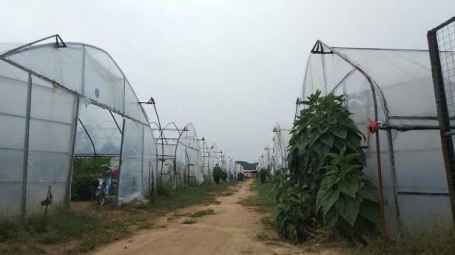 富硒蔬菜价格行情