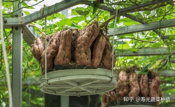富硒蔬菜无土栽培