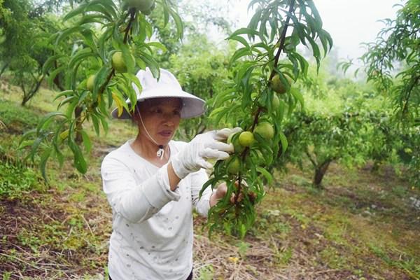 怎样种植富硒水果