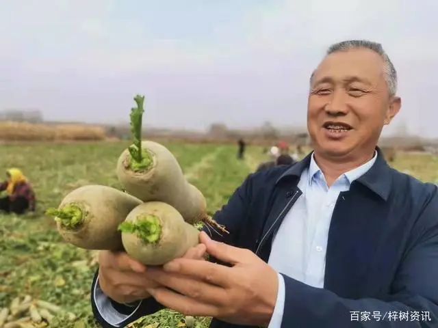 潍县富硒水果萝卜