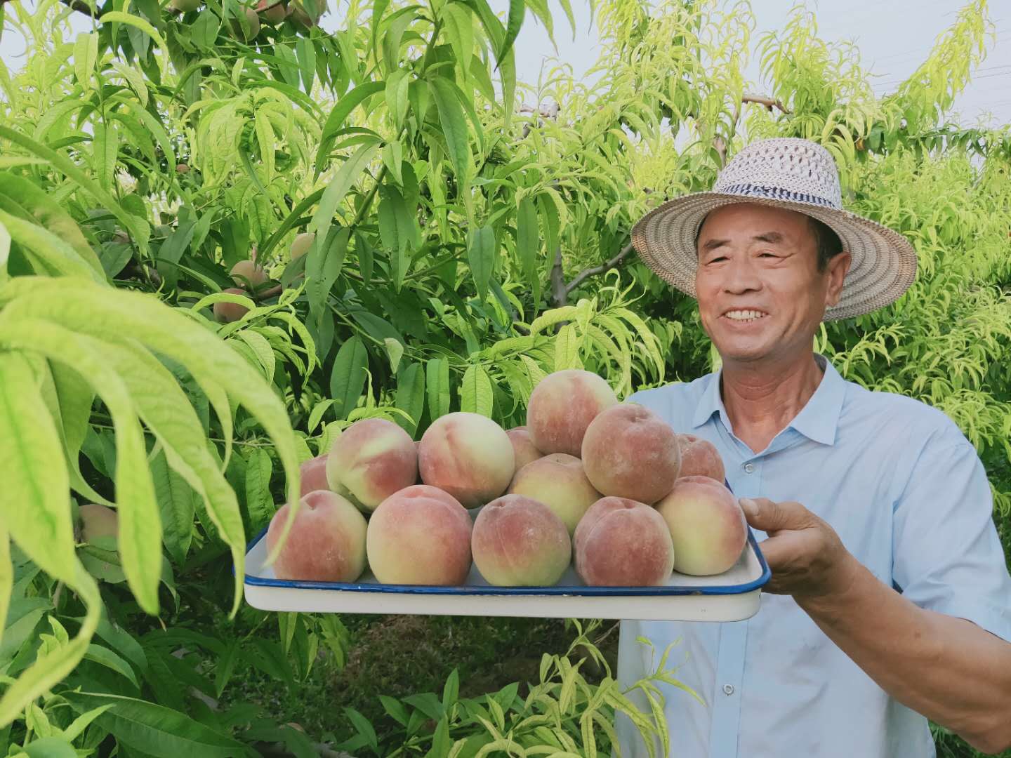 富硒水果种植云南