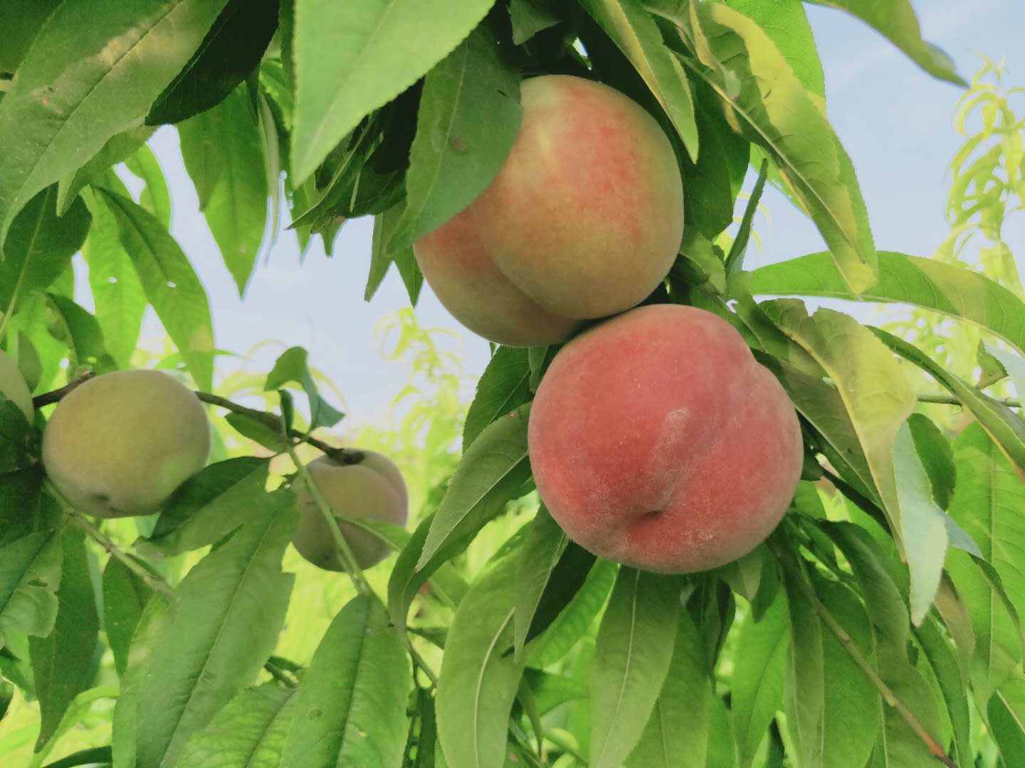 富硒水果种植云南