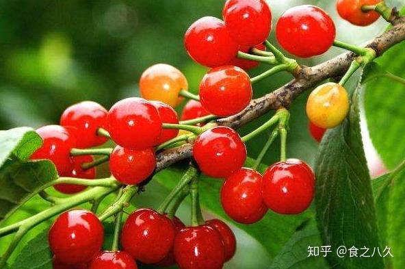 各种富硒水果简介