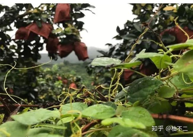 富硒土种什么水果