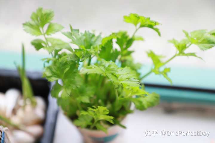 德阳富硒水果种植