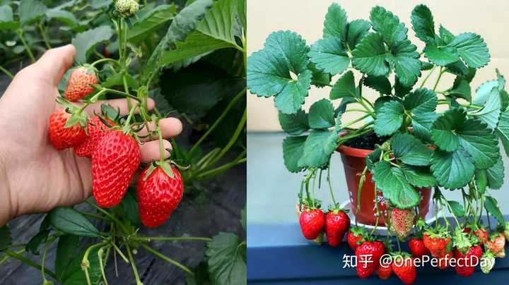 德阳富硒水果种植