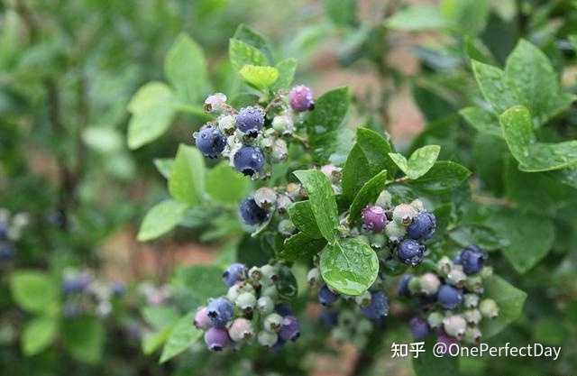 德阳富硒水果种植