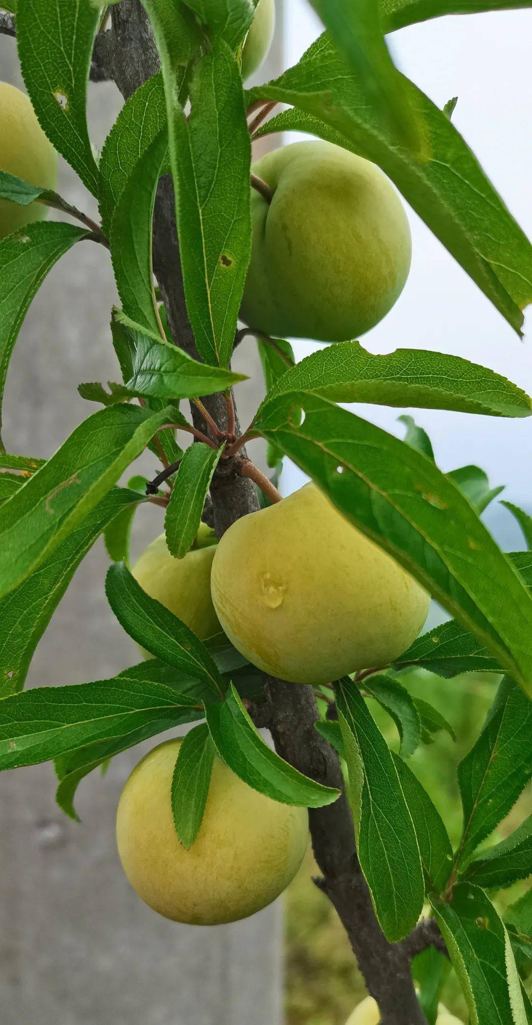 怎样种植富硒水果