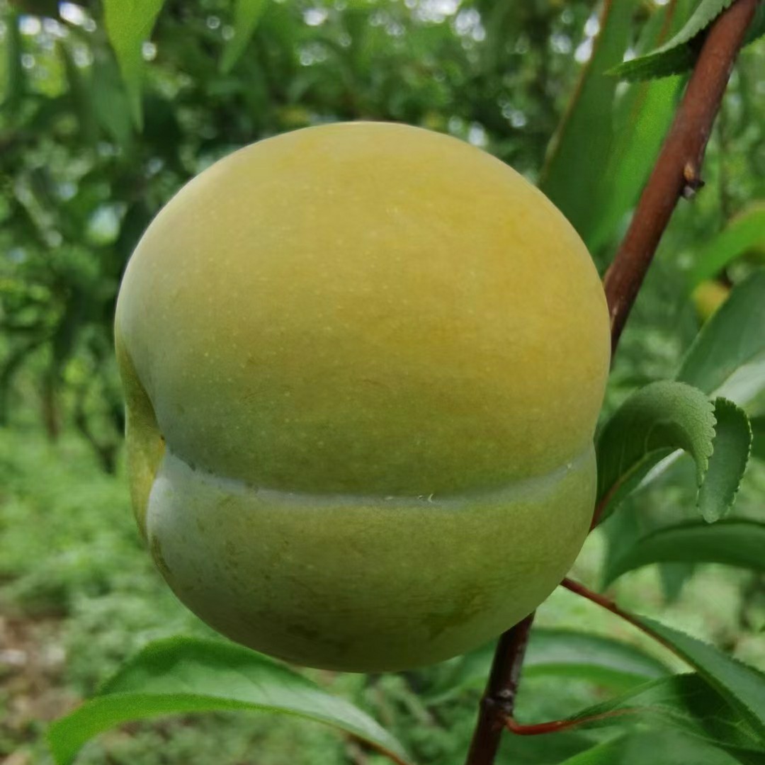 怎样种植富硒水果