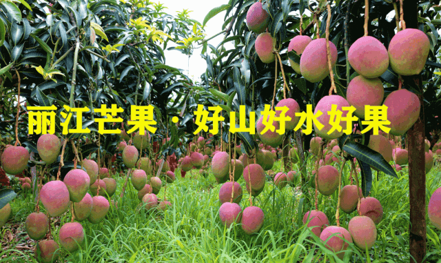 凉山富硒水果种植